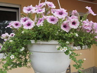 IMG_0078 1.jpg