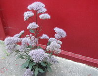 IMG_4114.jpg с р.jpg