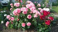 DSC_1177.JPG