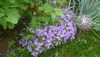 DSC_1246.JPG
