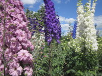 IMG_0433.jpg с.jpg