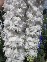 IMG_0394.jpg 1.jpg