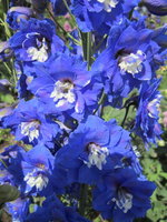 IMG_0411.jpg 1.jpg