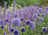 Agastache-Blue-Fortune.jpg