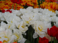 DSCN0251.JPG