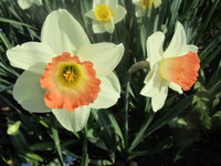 IMG_5238. 1.jpg