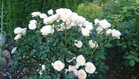 DSC_0095.JPG