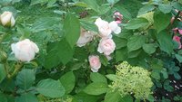 DSC_0107.JPG