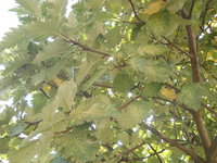 DSCN0453.JPG