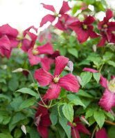 81379-02-BAKIE_20120619112938.jpg