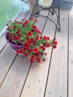 20170723_132452.jpg