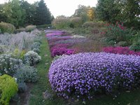 Aster-dumosus-9Gärten-Weihenst-1024x768.jpg