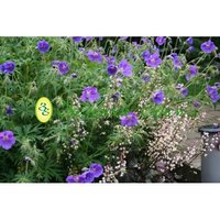 geran_clarkei_kashmir_blue_01.jpg