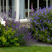 Geranium-Brookside-with-Nepeta-Six-Hills-Giant-and-Alchemilla.jpg