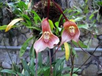 equador-orchid-monkey-03.jpg