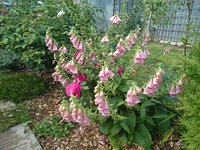 DSC_0338_1.JPG