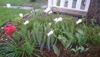 DSC_9350.JPG