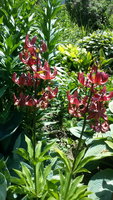 20190612_132628.jpg