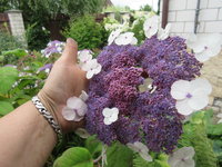 IMG_2813.JPG