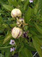 IMG_20190725_113502.jpg