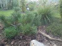 DSC_9817.JPG