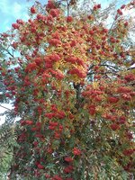 IMG_20191005_092800.jpg
