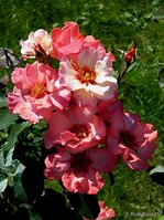 a79fde627b8e2e288c2cc032b800f1cc.jpg (41.97 КБ) 584 просмотра Алиссар Принцесса Финикийская