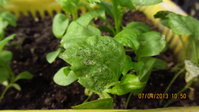 IMG_4672_1.jpg