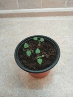 IMG_20200105_162623.jpg
