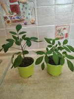 IMG_20200123_150621.jpg