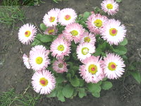 Маргаритки.jpg