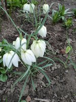 IMG_20200505_115845.jpg