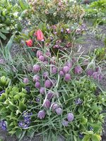 IMG_20200502_195624.jpg