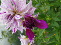 IMG_20200825_174846.jpg