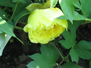 IMG_8198.jpg