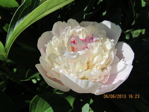 IMG_0013_1.jpg