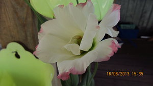 IMG_1145_1.jpg