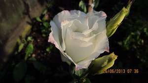 IMG_2131_1.jpg