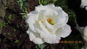 IMG_2249_1.jpg
