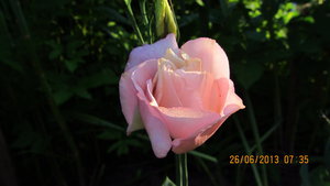 IMG_2126_1.jpg