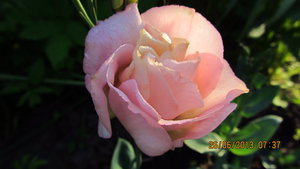 IMG_2135_1.jpg