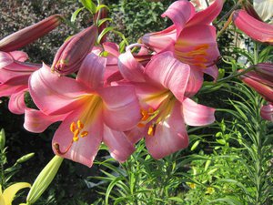 IMG_4859 1.jpg