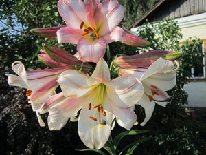 IMG_4860 1.jpg