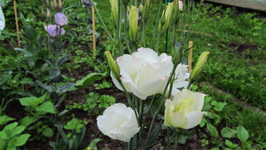 IMG_3523_1.jpg