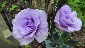 IMG_3547_1.jpg