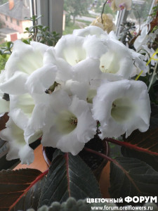 IMG_20210524_074633.jpg