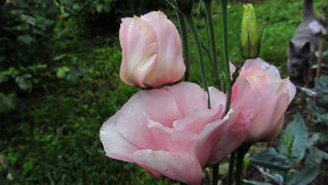 IMG_3548_1.jpg