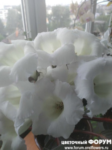 IMG_20210524_074837.jpg