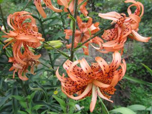 IMG_0039 1.jpg