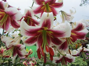 IMG_0043 1.jpg